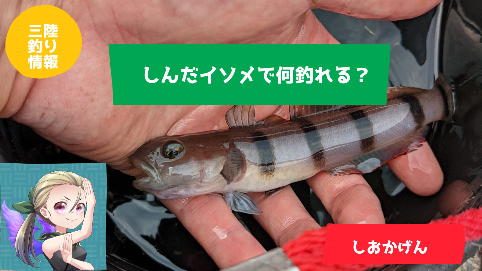 死んだイソメで何釣れる 海と池で実験してみた結果 潮かげんはいかがですか